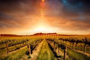 vinos-villar-especialistas-vinos-bilbao-2