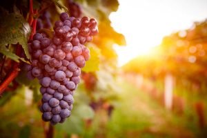 vinos-villar-especialistas-vinos-bilbao